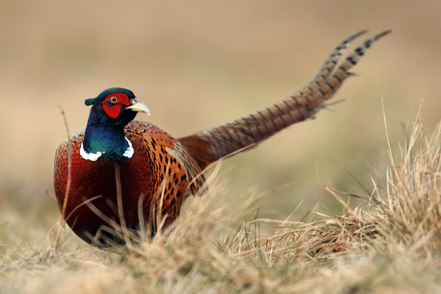 Pheasant bird in the grass 