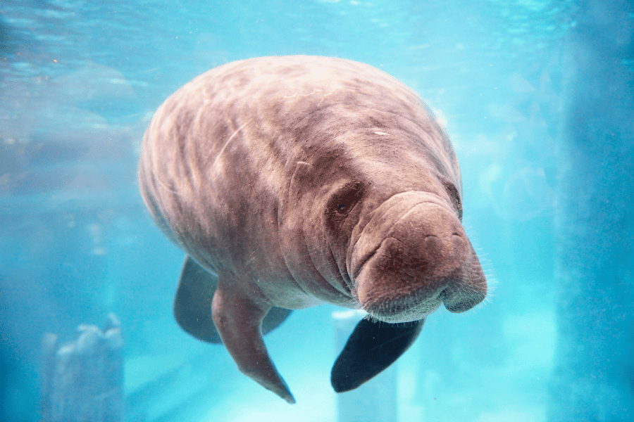 Manatee swimming in clear blue water 