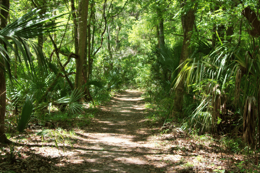 Image of a dirt hiking trail with everglade trees on each side