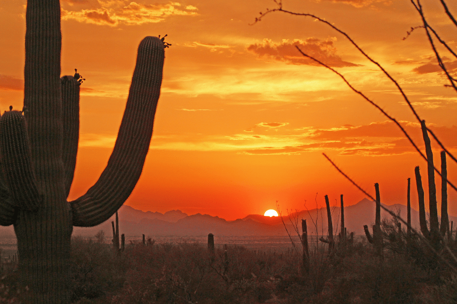 Sun setting over mountains in Tucson Arizona desert with cactus in the foreground and orange sky
