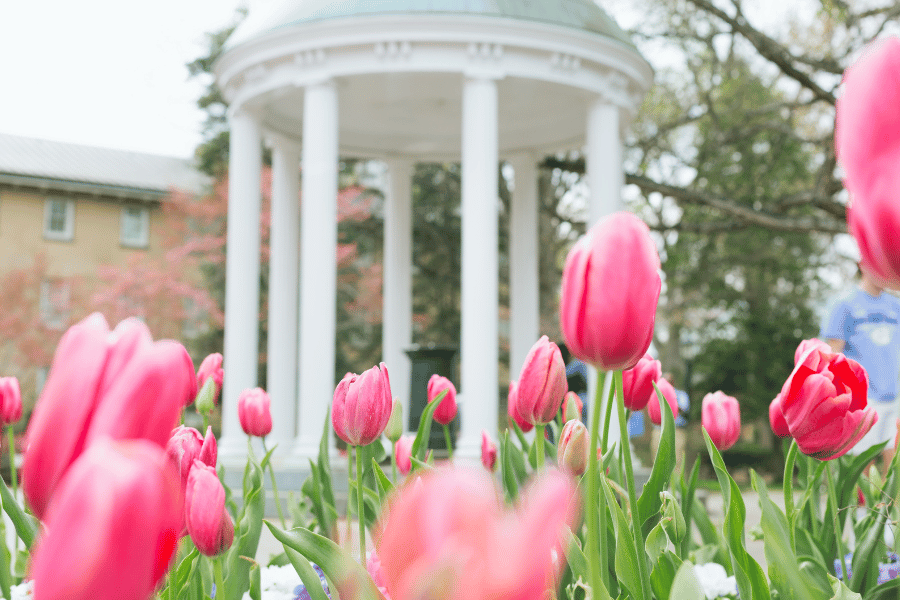 UNC Chapel Hill campus view with pink flowers in foreground