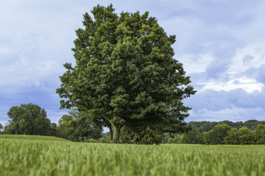 big tree in Lakeshore Park - Knoxville, TN