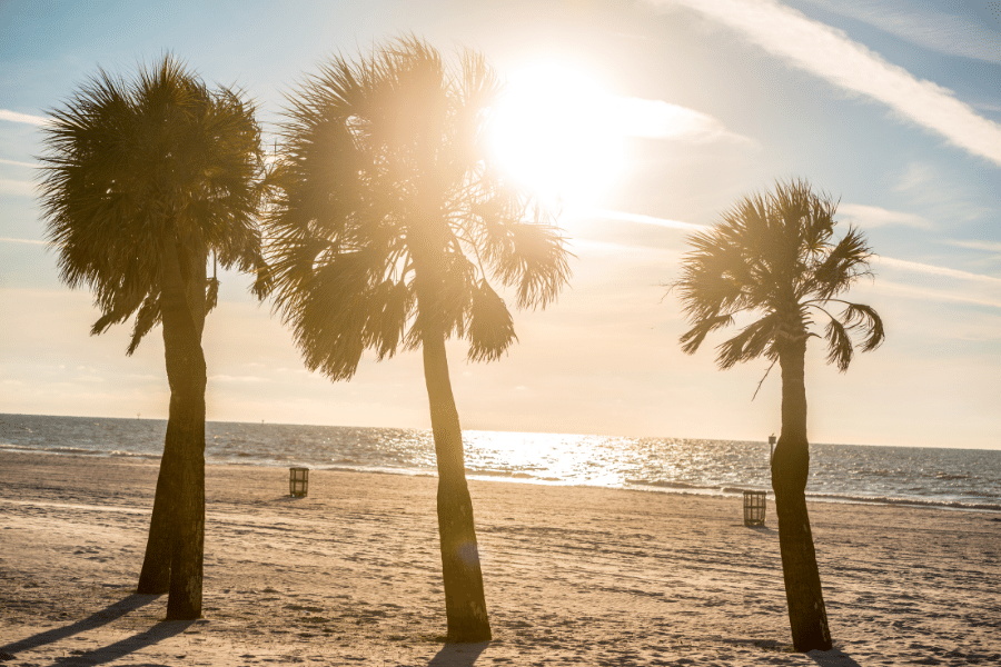 three palm trees in Clearwater, FL on the beach