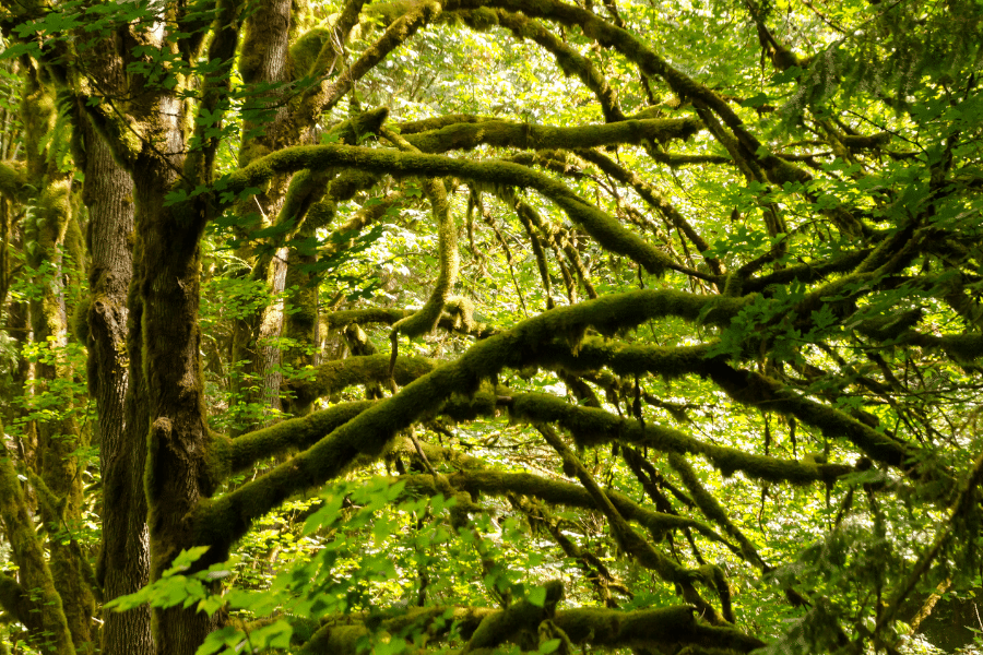 Evans Creek Preserve trees with moss