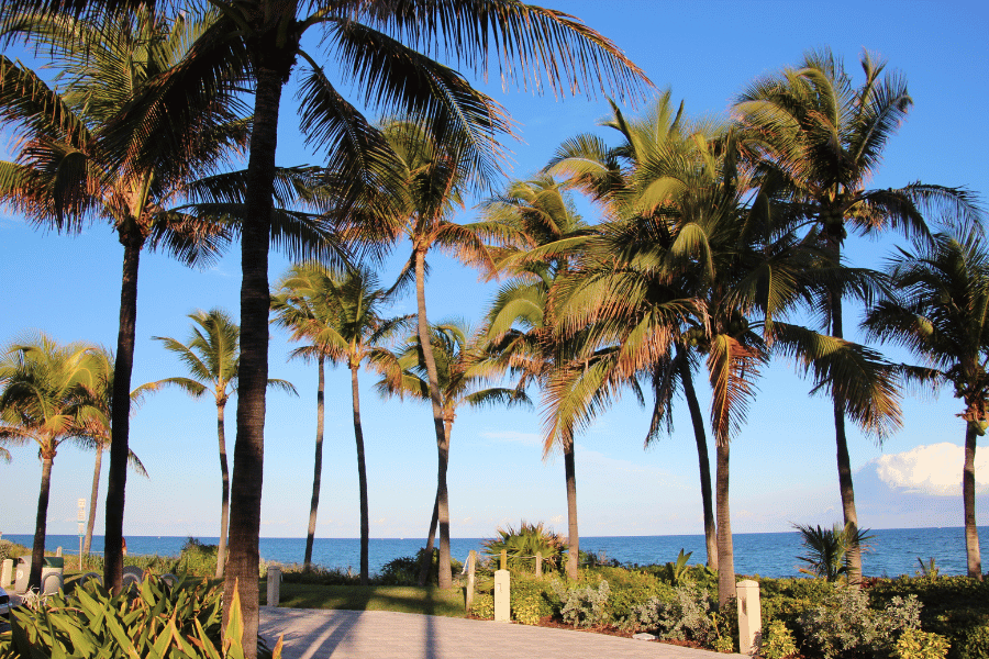 Florida palm trees near the water on a clear blue day 