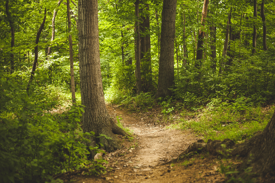 Wooded area with trees and a walking path