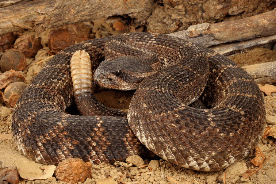 Rattlesnake on rocks