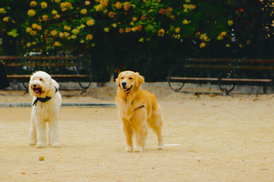 Image of dog park with benches behind two dogs
