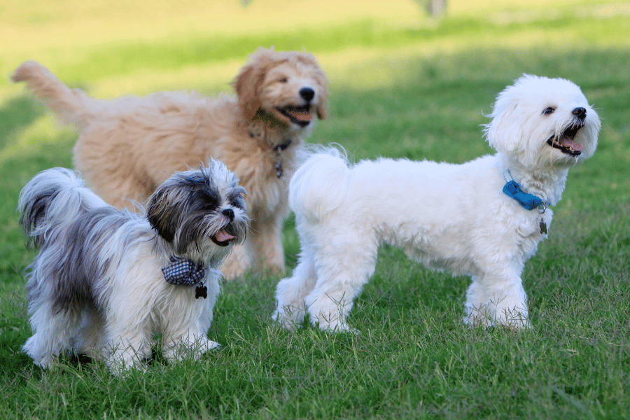 dogs having fun at a dog park