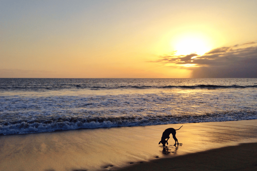 Dog beach during sunset