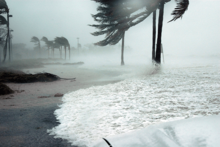 Palm trees during a hurricane with strong winds and heavy rain
