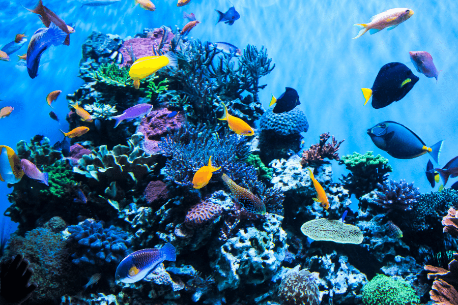 aquarium with colorful fish swimming and coral 
