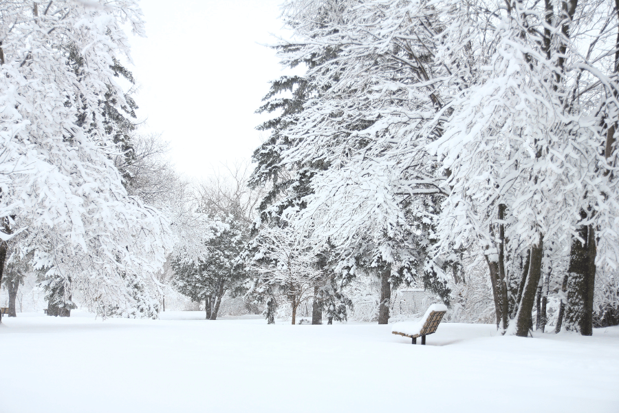 snowy winter in a park with bench and snow on trees