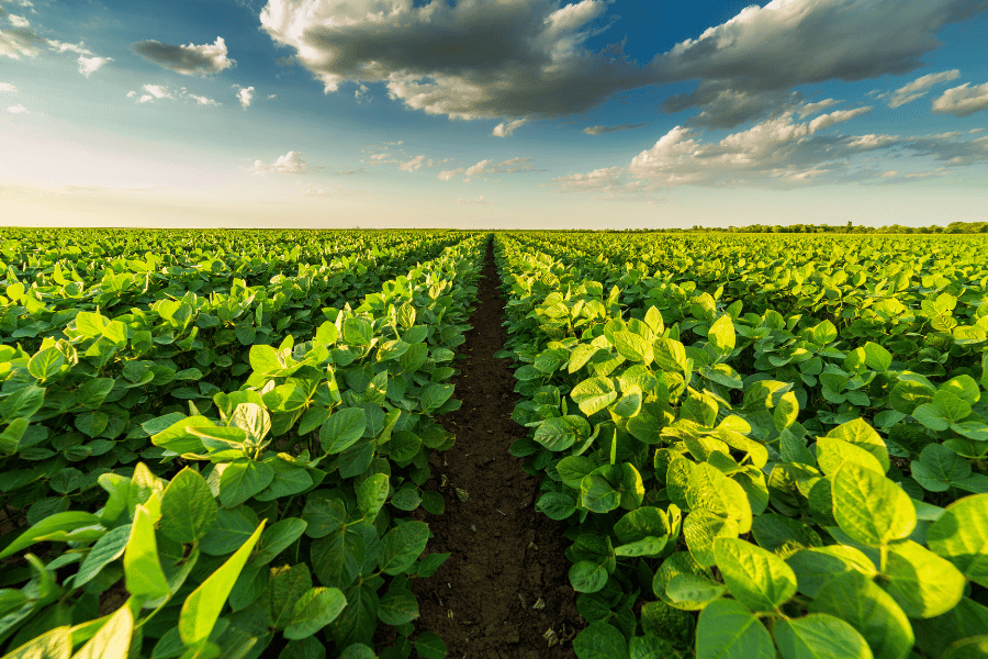 green bean farm on a sunny day