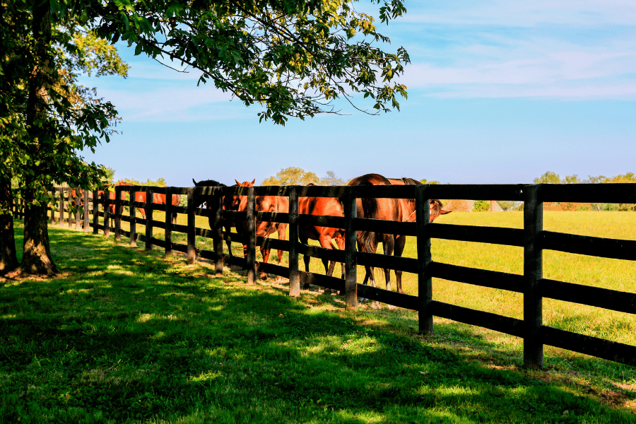 Horses in field in Lexington KY