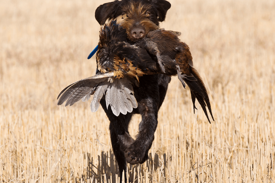 dog hunting a pheasant in a field
