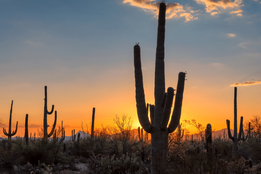 Cacti in the Sonoran Desert at sunset 
