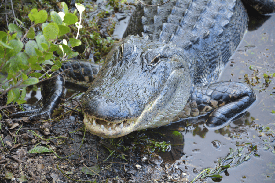 Alligator in the mud and water in Florida