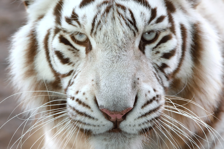White tiger with beautiful blue eyes 