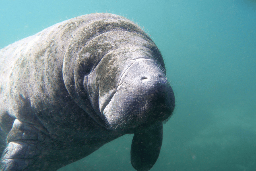 Cute manatee swimming in the water 