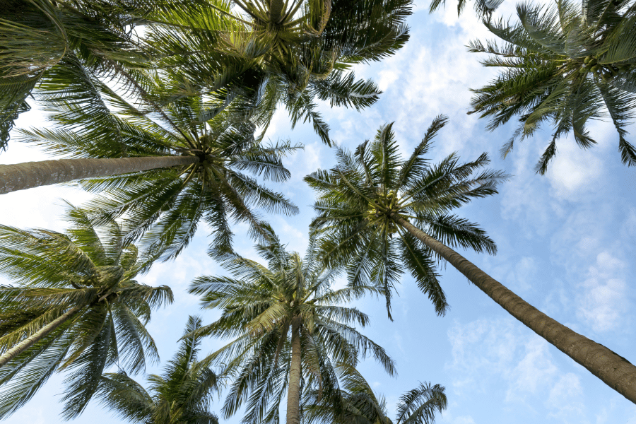 Upward view of tall, tropical palm trees 