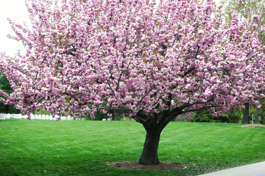 cherry blossom tree in bloom
