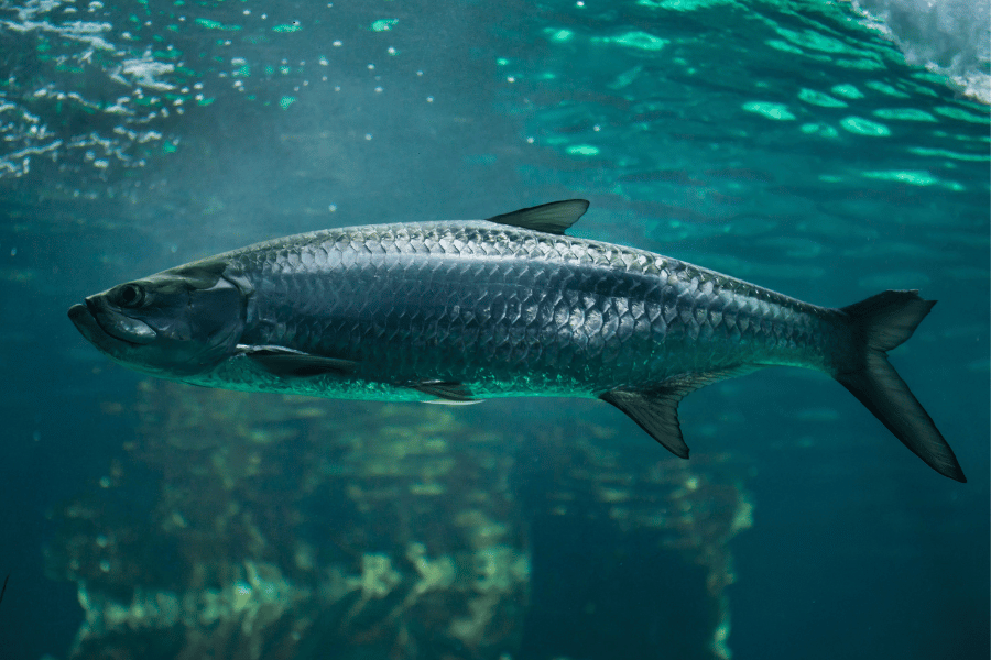 Tarpon in island