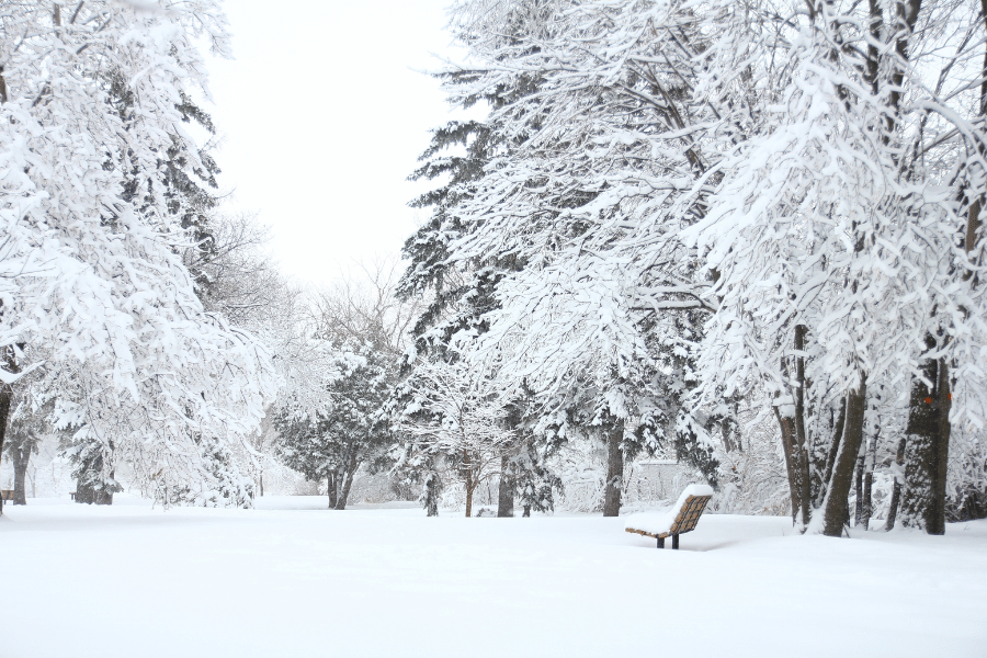 Tons of snow on the ground and in the trees in Sioux Falls, South Dakota 