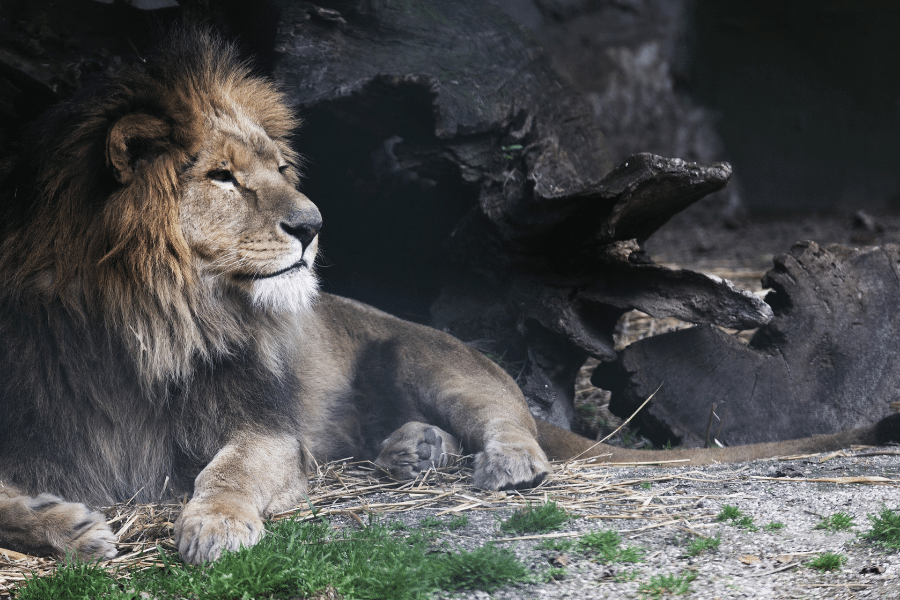 Beautiful lion at The Bronx Zoo