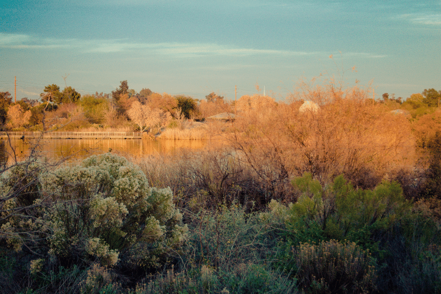 A lake and pretty trees on a sunny day at the Riparian Preserve 