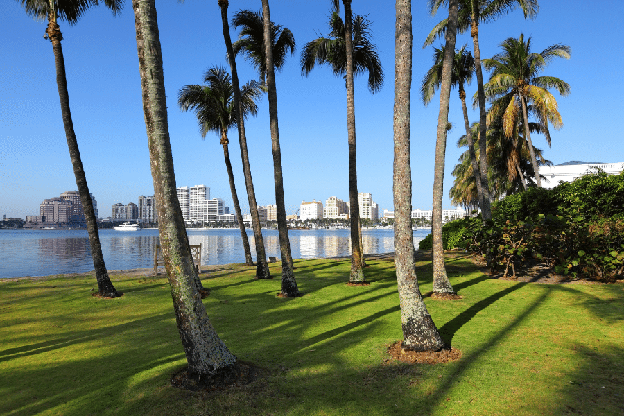 Palm trees and green grass near the water in West Palm Beach, FL 