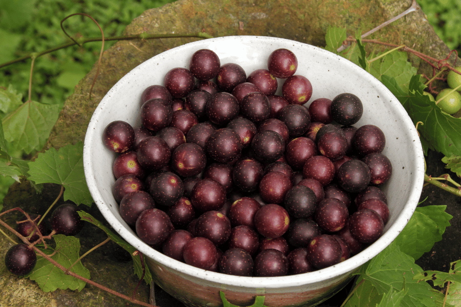 muscadine grapes in a white bucket