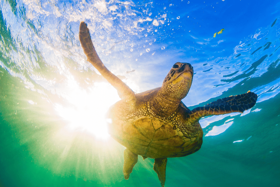 Hawaiian Green Sea Turtle swimming in the ocean