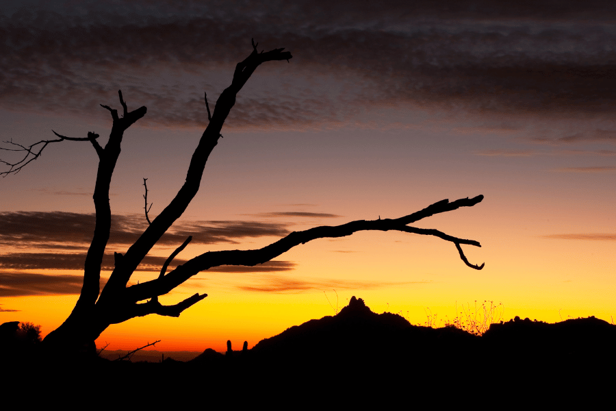 beautiful desert landscape in Scottsdale, AZ at dusk