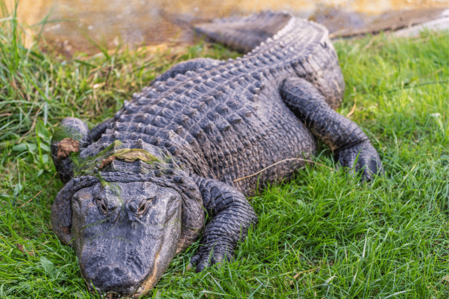 American Crocodile in Key Largo Park