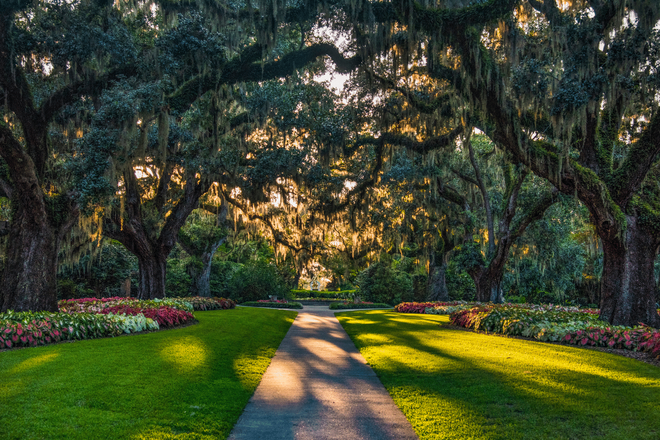 Trees in South Carolina that give off a southern charm vibe