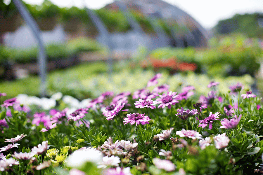 botanical garden with purple flowers 