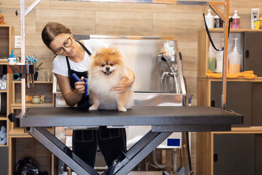brushing and grooming a Pomeranian 