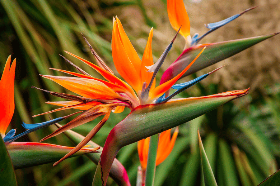 Orange and blue birds of paradise plant up close