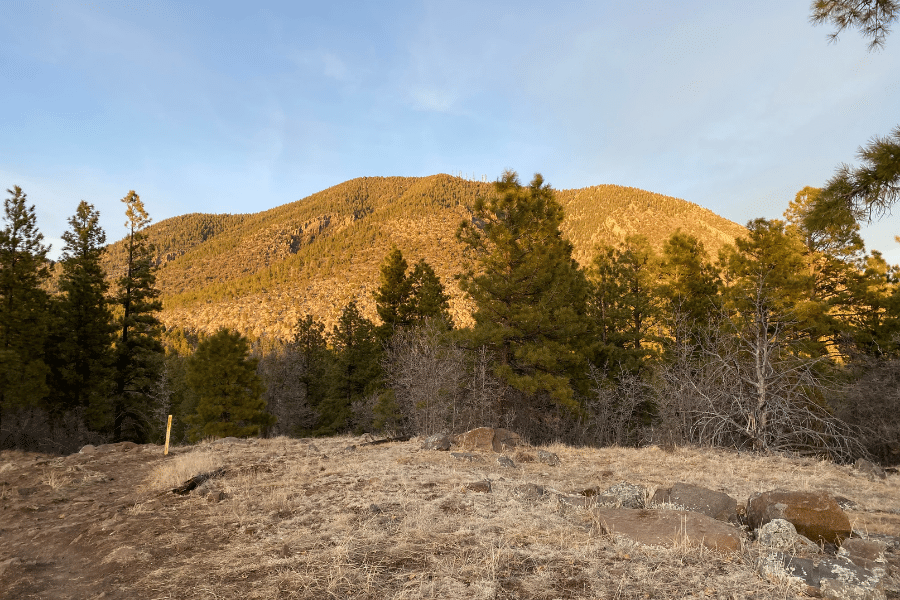 Buffalo Park in Flagstaff, AZ with pondersoa pines 