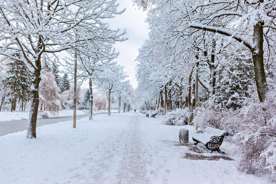 pretty white snow in a park covering trees and a bench 