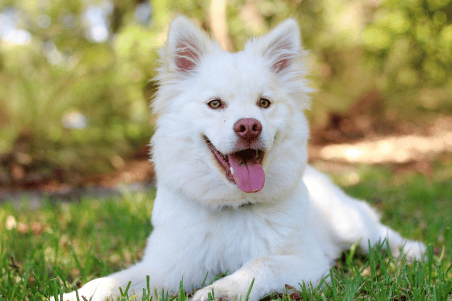 white husky sitting in the grass