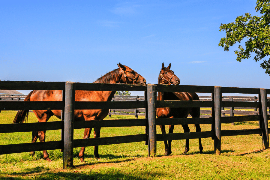 Horses on farm in Lexington KY