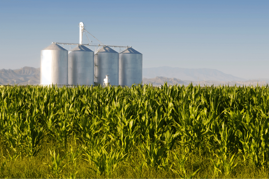 Corn field and silos in Gilbert, AZ on a bright and sunny day with mountains in the background