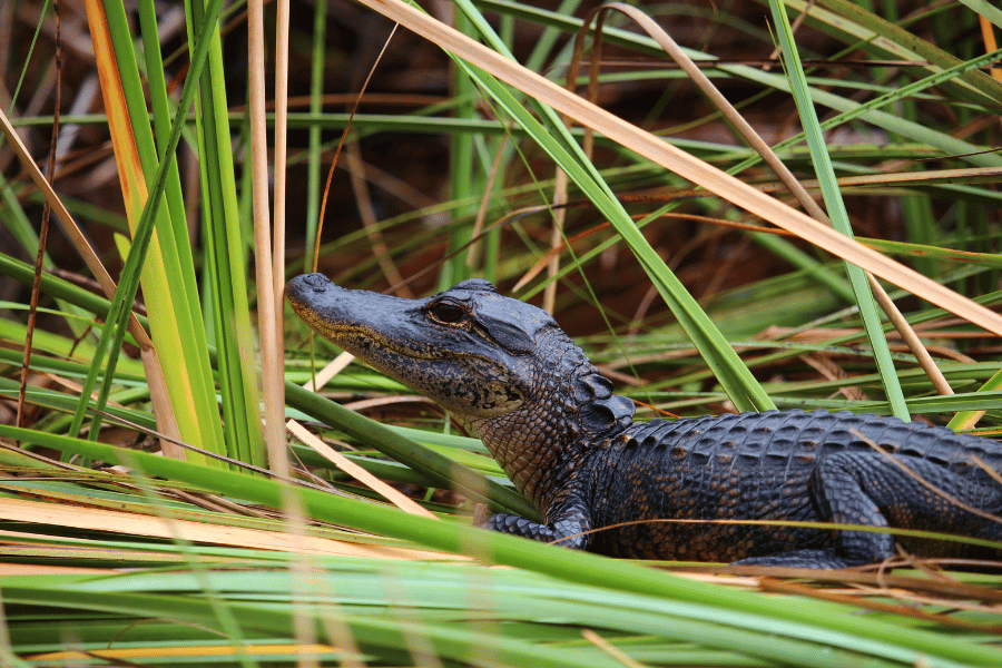 Image of small alligator in water grass