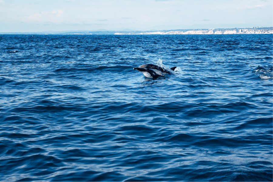 Have the opportunity to get up close to dolphins on a boat tour.