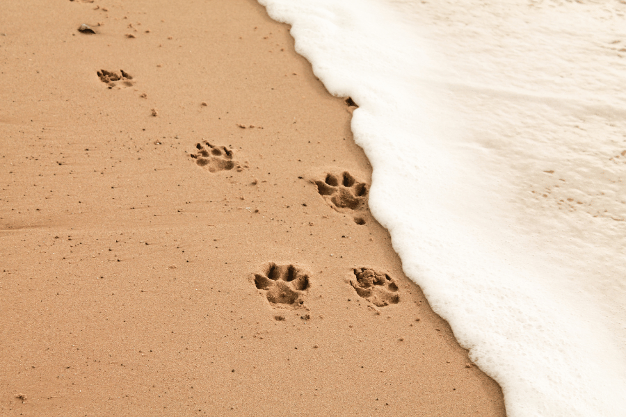 Dog footprints at the beach in the sand near the water