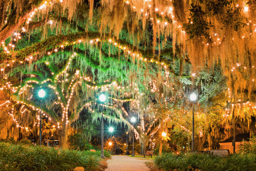 Tallahassee park downtown trees canopy lights night