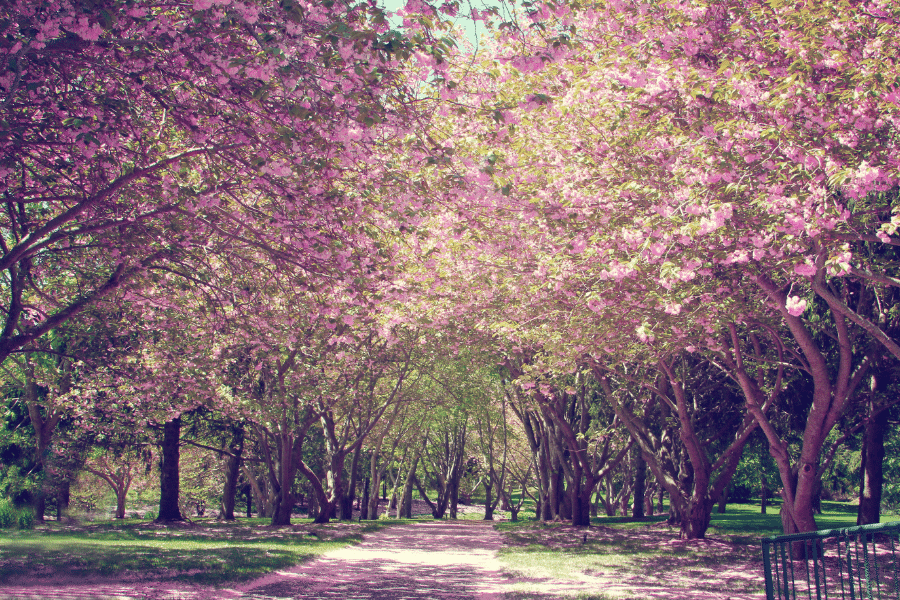 Cherry Blossom trees in bloom