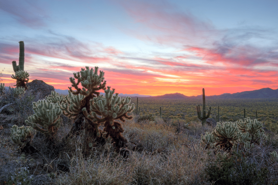 Beautiful orange sunset in the Sonoran Desert with cacti and desert plants 